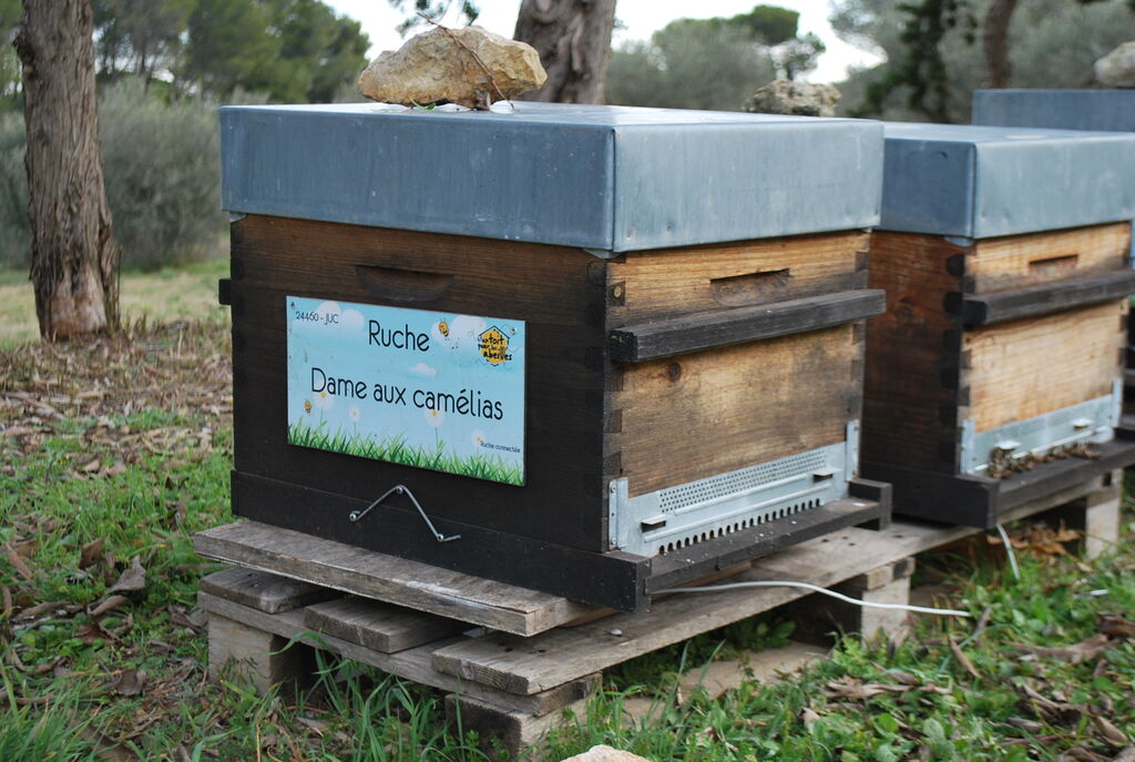 La ruche Dame aux camélias