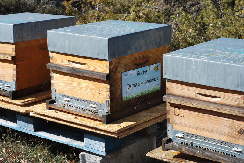 La ruche Dame aux camélias