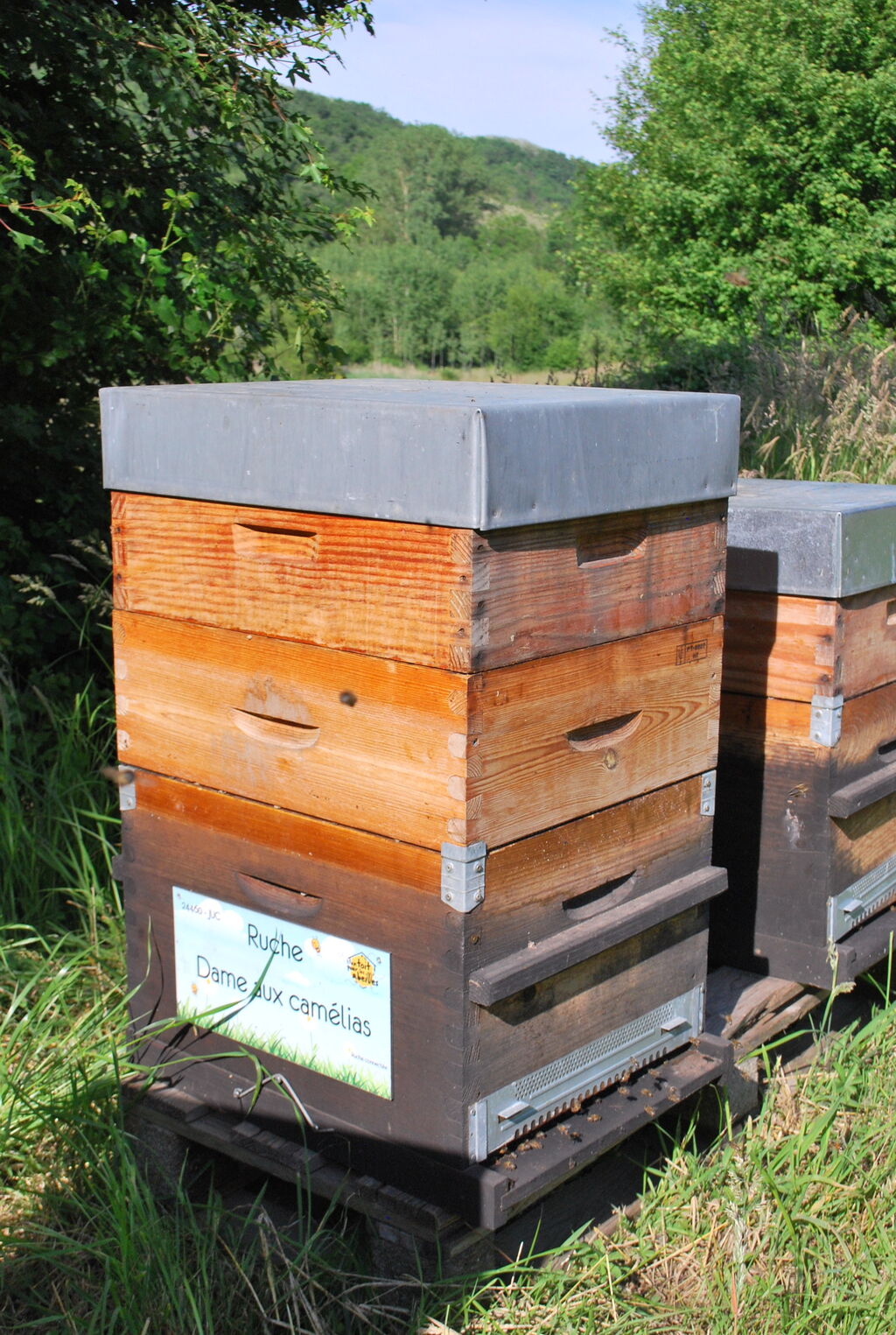 La ruche Dame aux camélias
