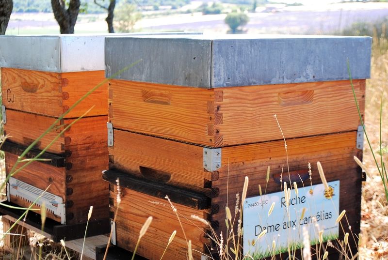 La ruche Dame aux camélias