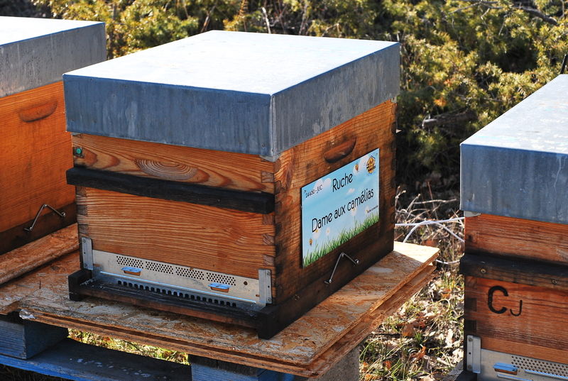 La ruche Dame aux camélias