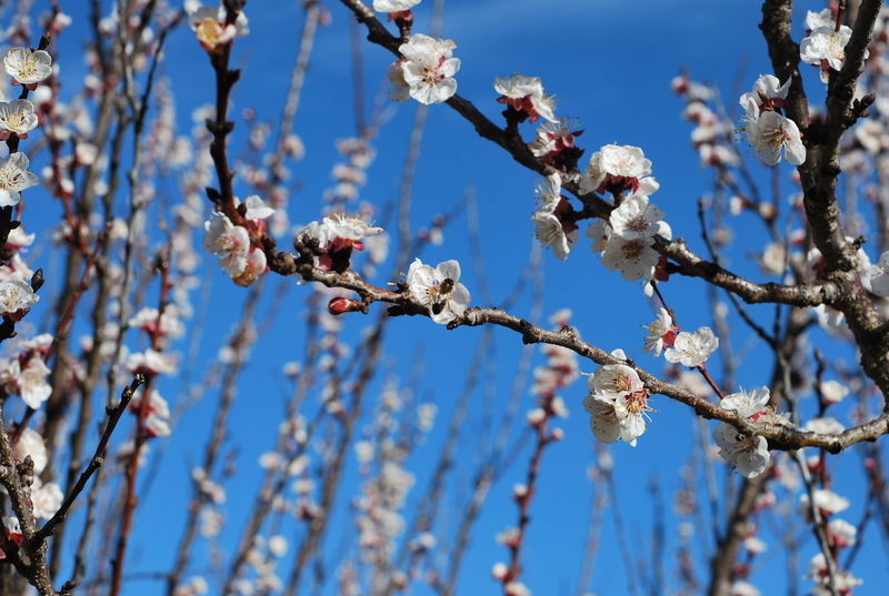 La ruche Dame aux camélias