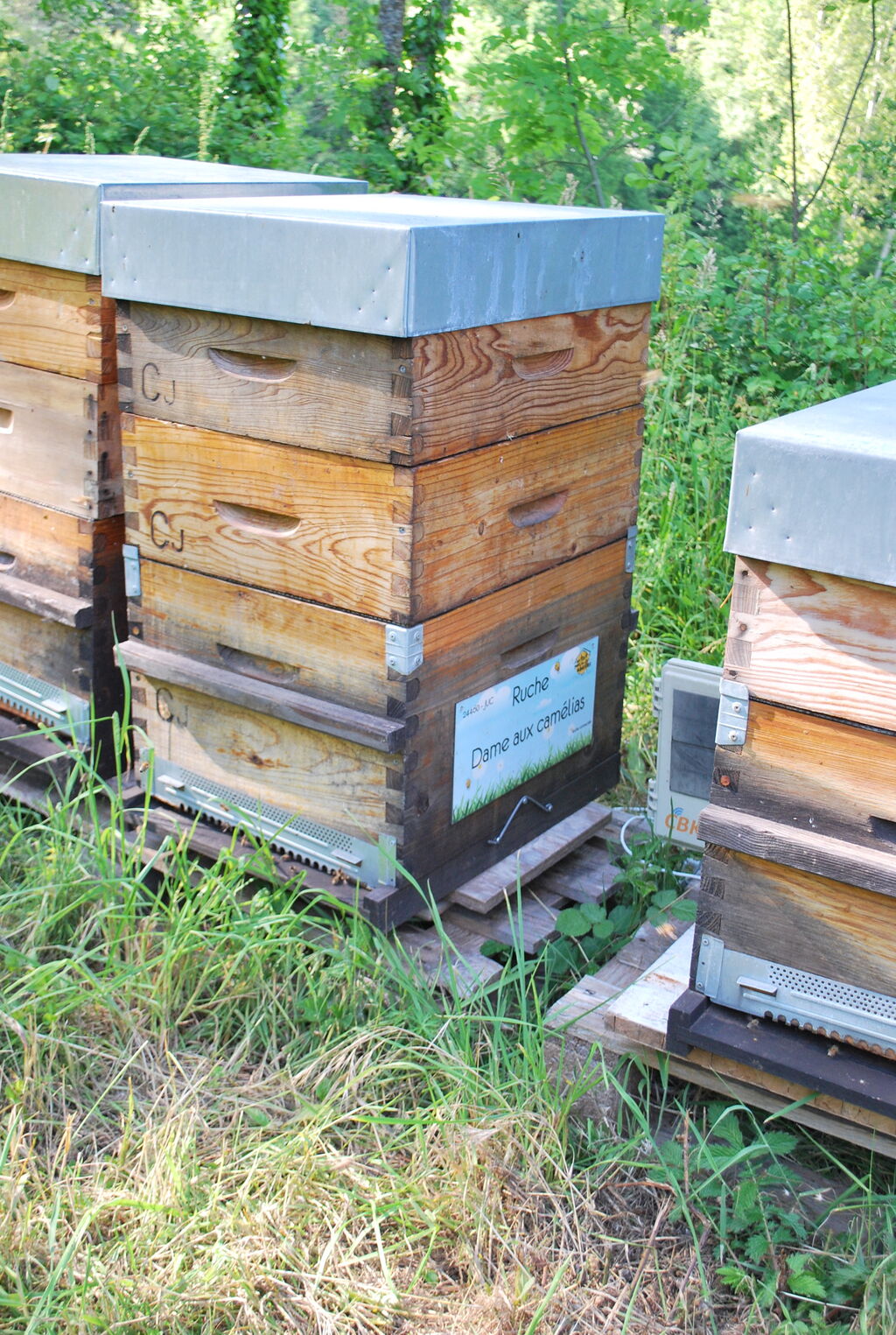 La ruche Dame aux camélias