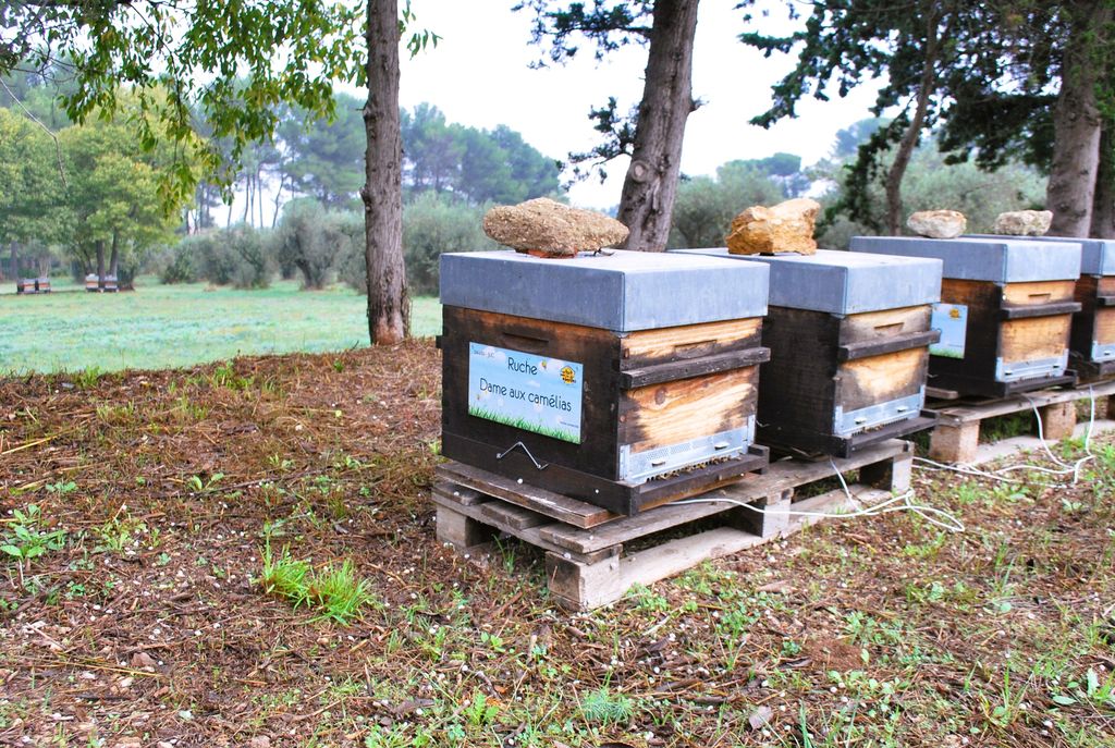 La ruche Dame aux camélias