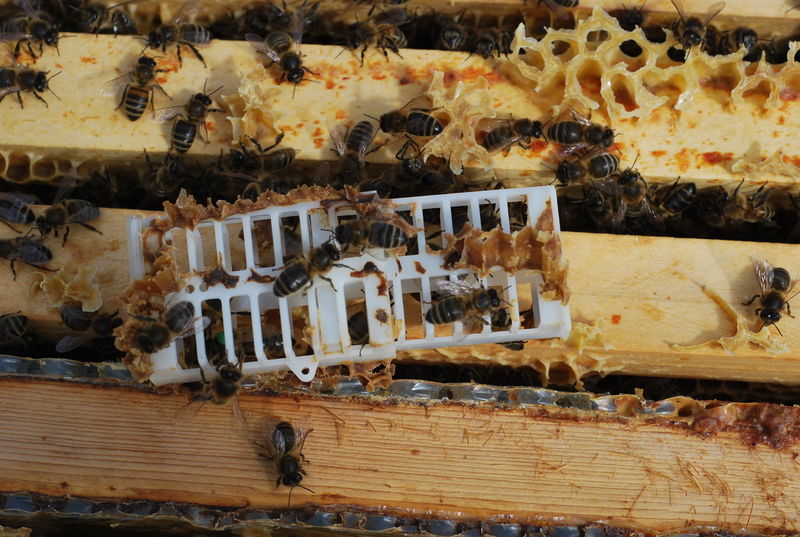 La ruche Dame aux camélias