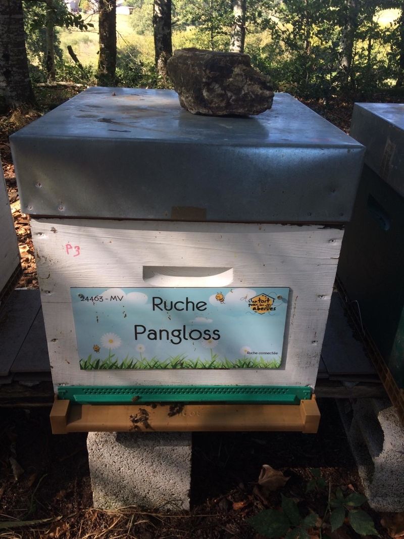 La ruche Pangloss 