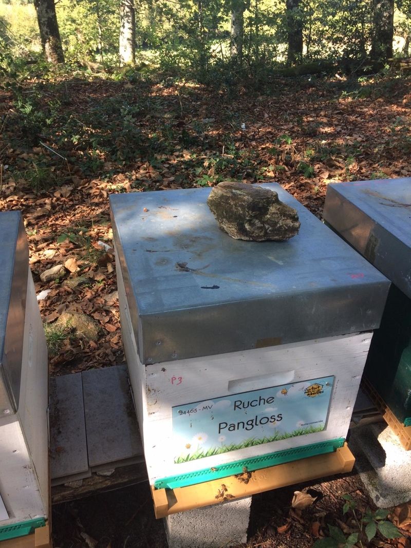 La ruche Pangloss 
