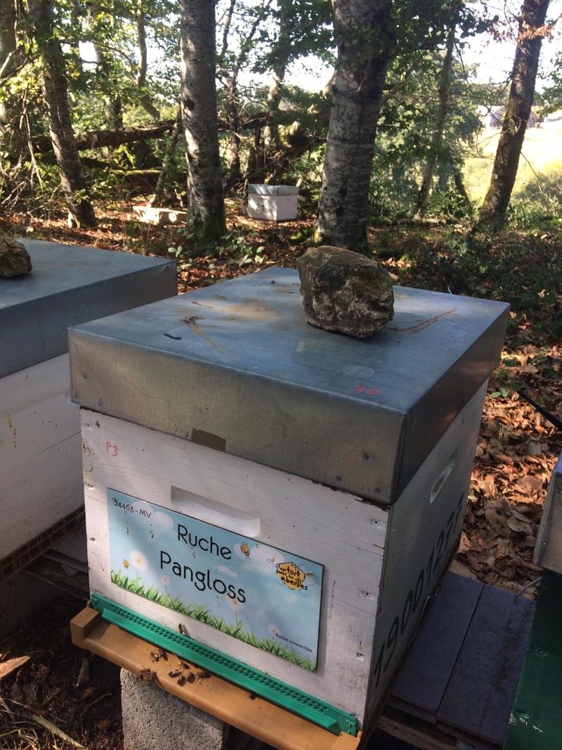 La ruche Pangloss 