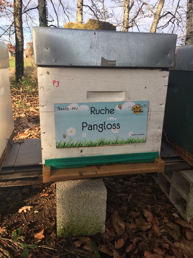 La ruche Pangloss 
