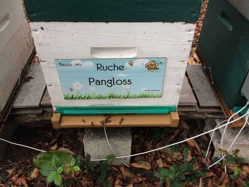 La ruche Pangloss 