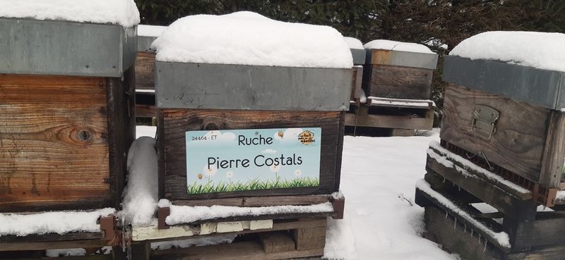 La ruche Pierre Costals