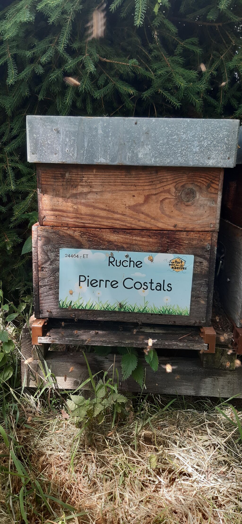 La ruche Pierre Costals