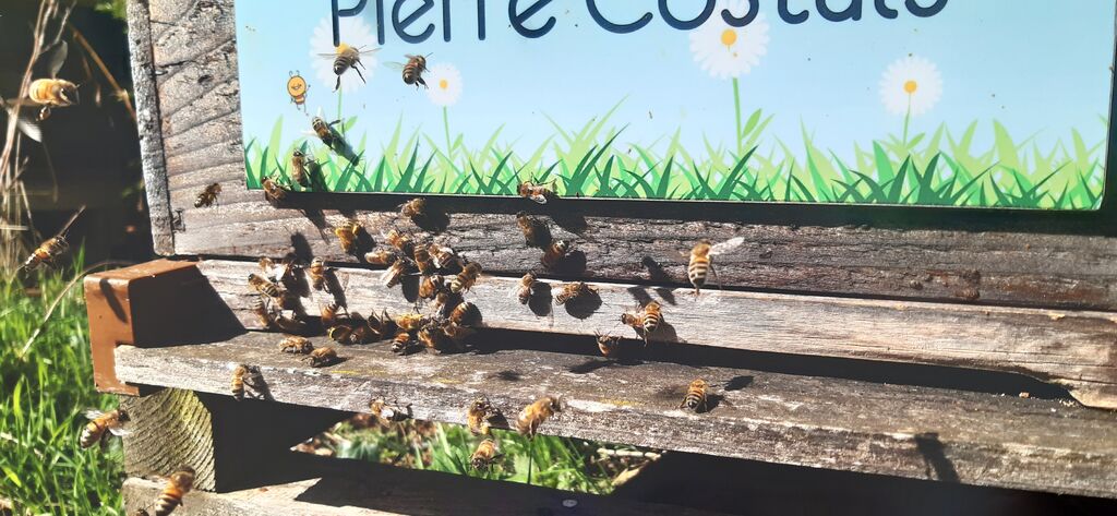 La ruche Pierre Costals