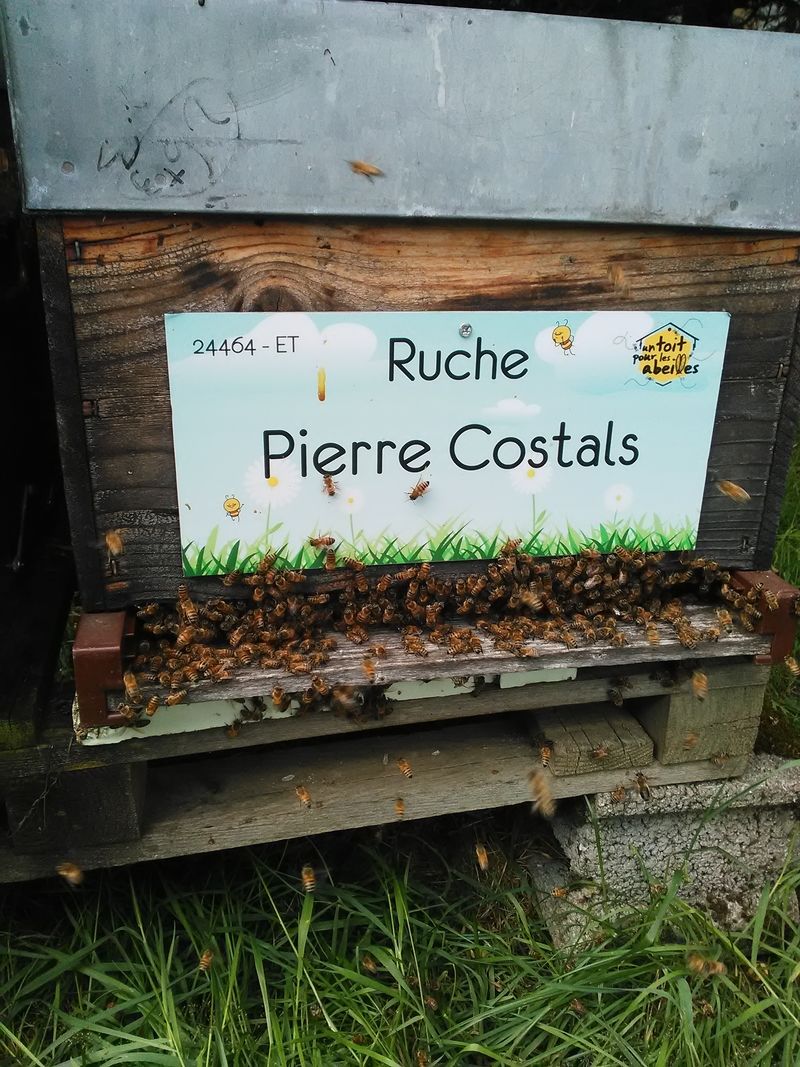 La ruche Pierre Costals