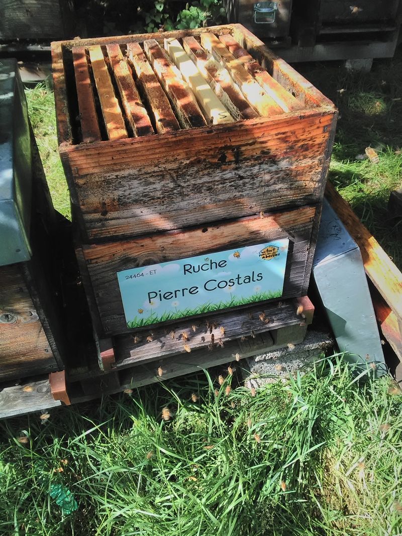 La ruche Pierre Costals