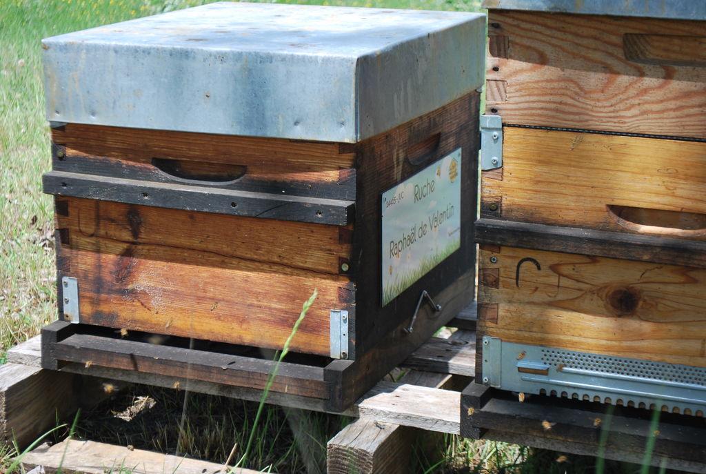 La ruche Raphaël de Valentin 