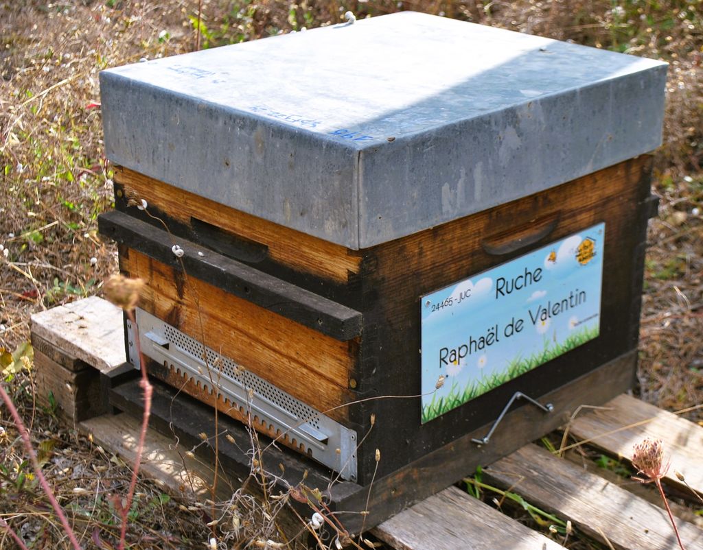 La ruche Raphaël de Valentin 