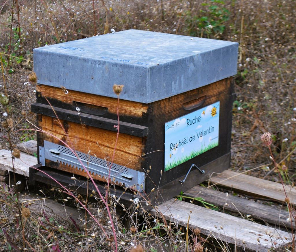 La ruche Raphaël de Valentin 
