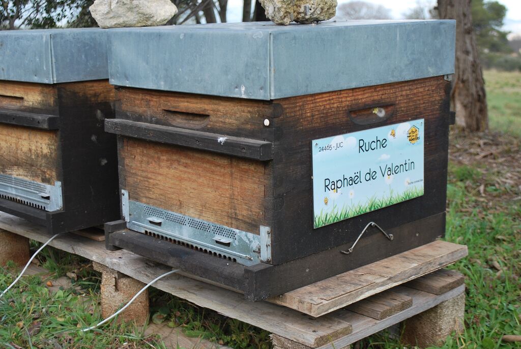 La ruche Raphaël de Valentin 