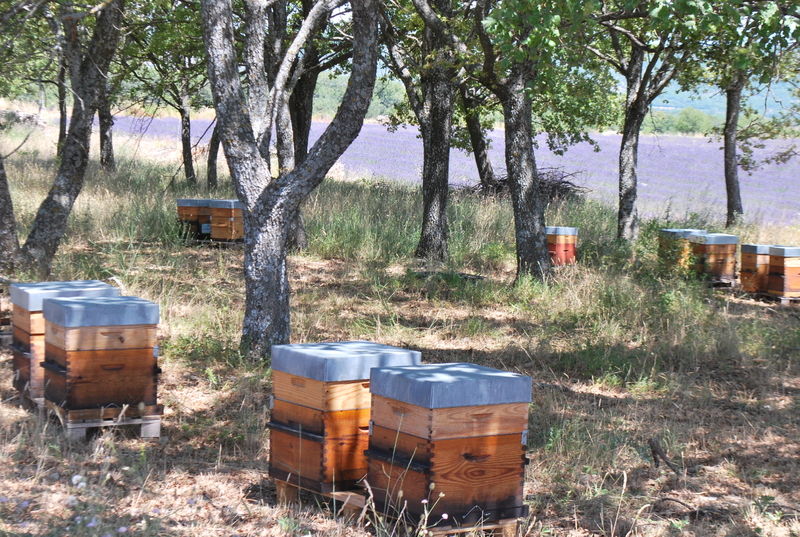 La ruche Raphaël de Valentin 