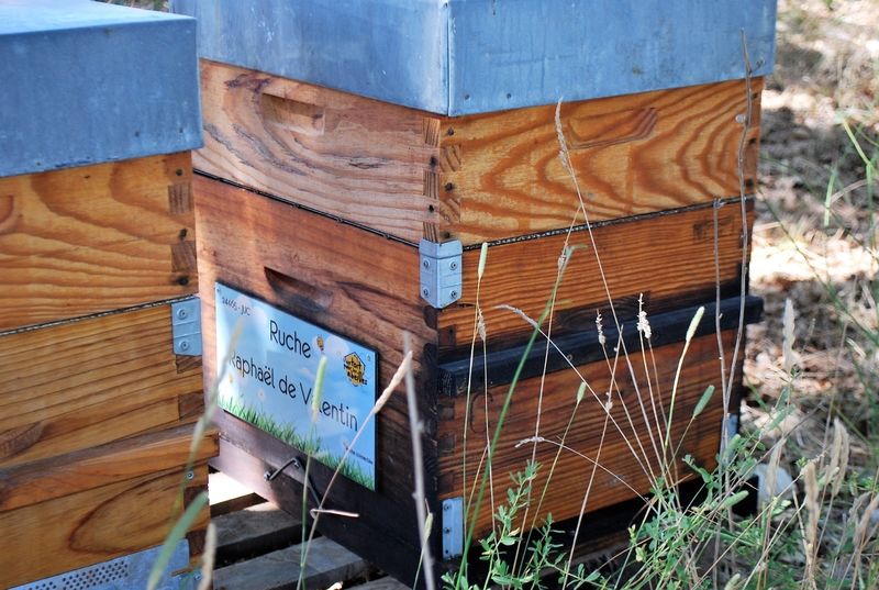 La ruche Raphaël de Valentin 
