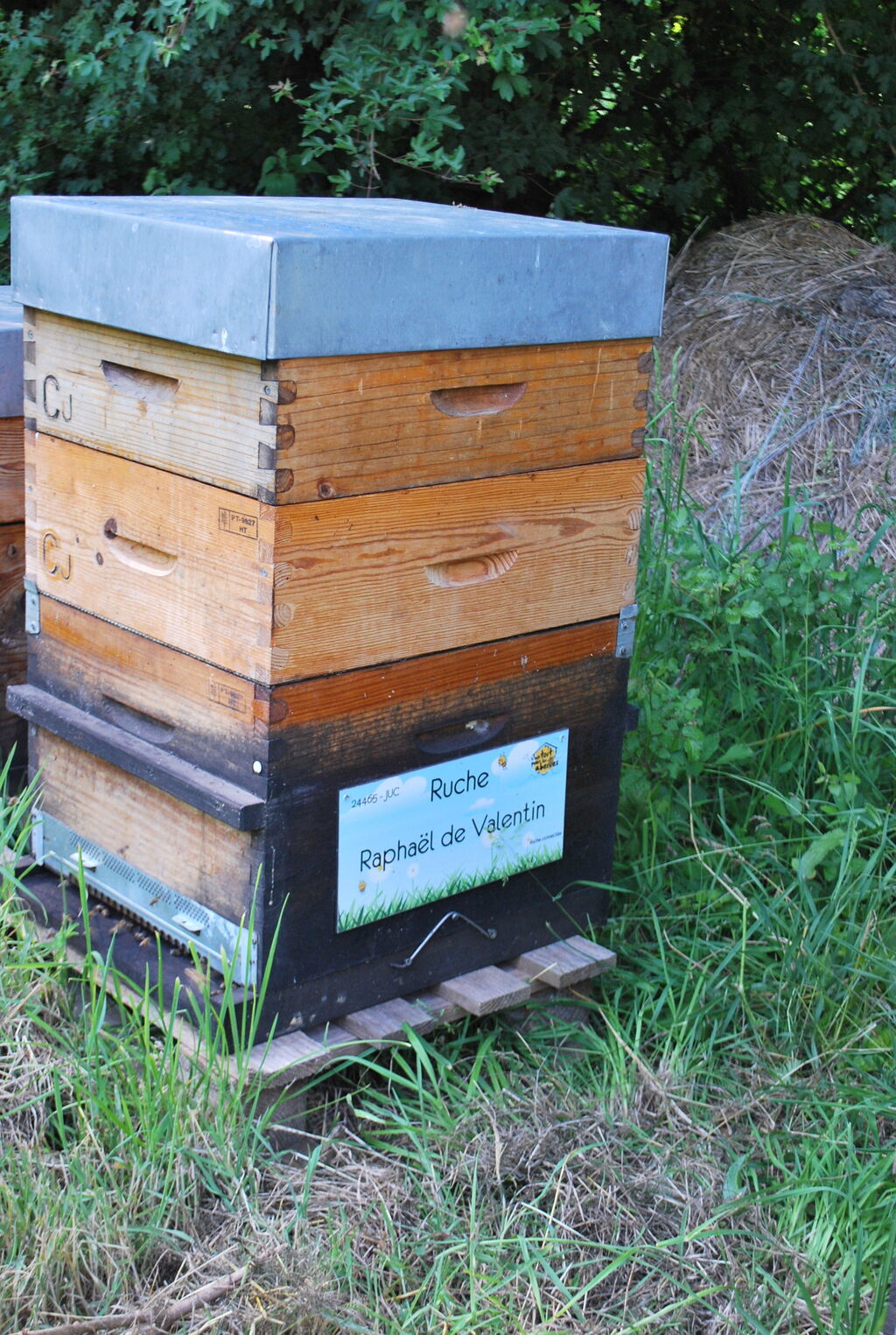 La ruche Raphaël de Valentin 