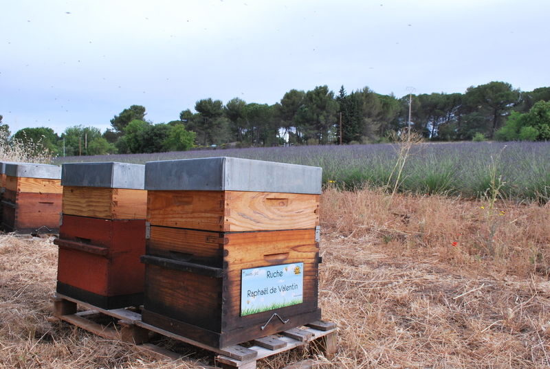 La ruche Raphaël de Valentin 