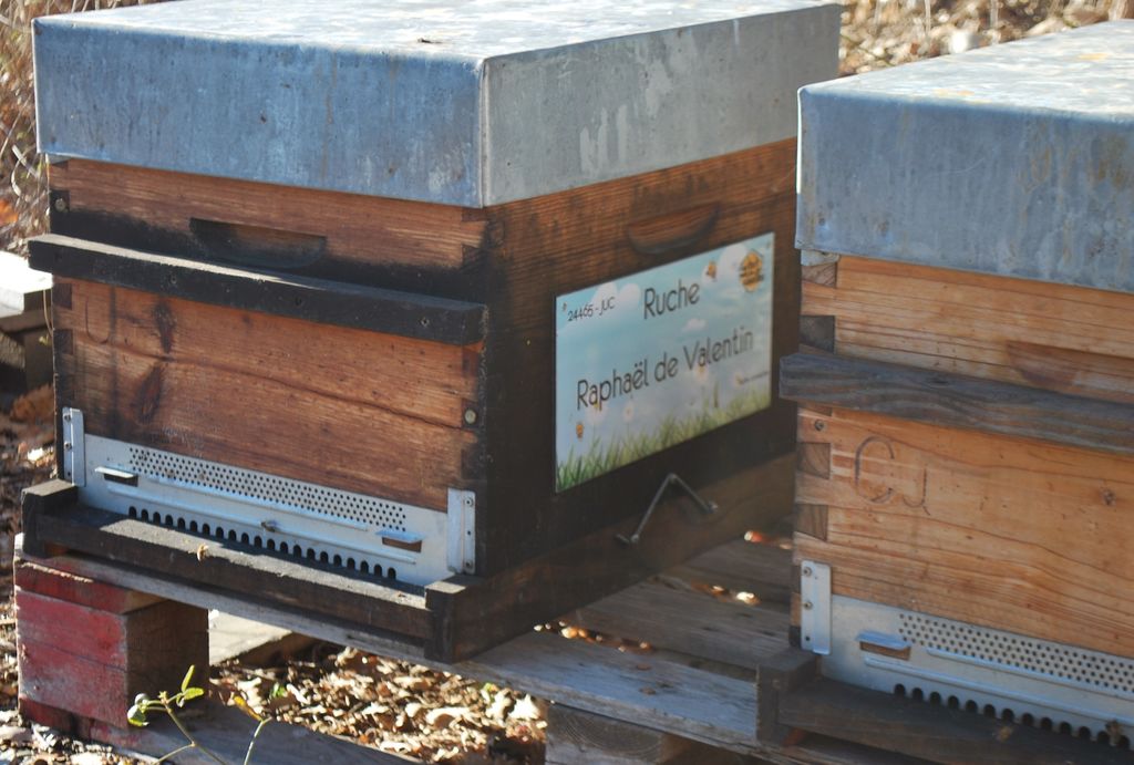 La ruche Raphaël de Valentin 