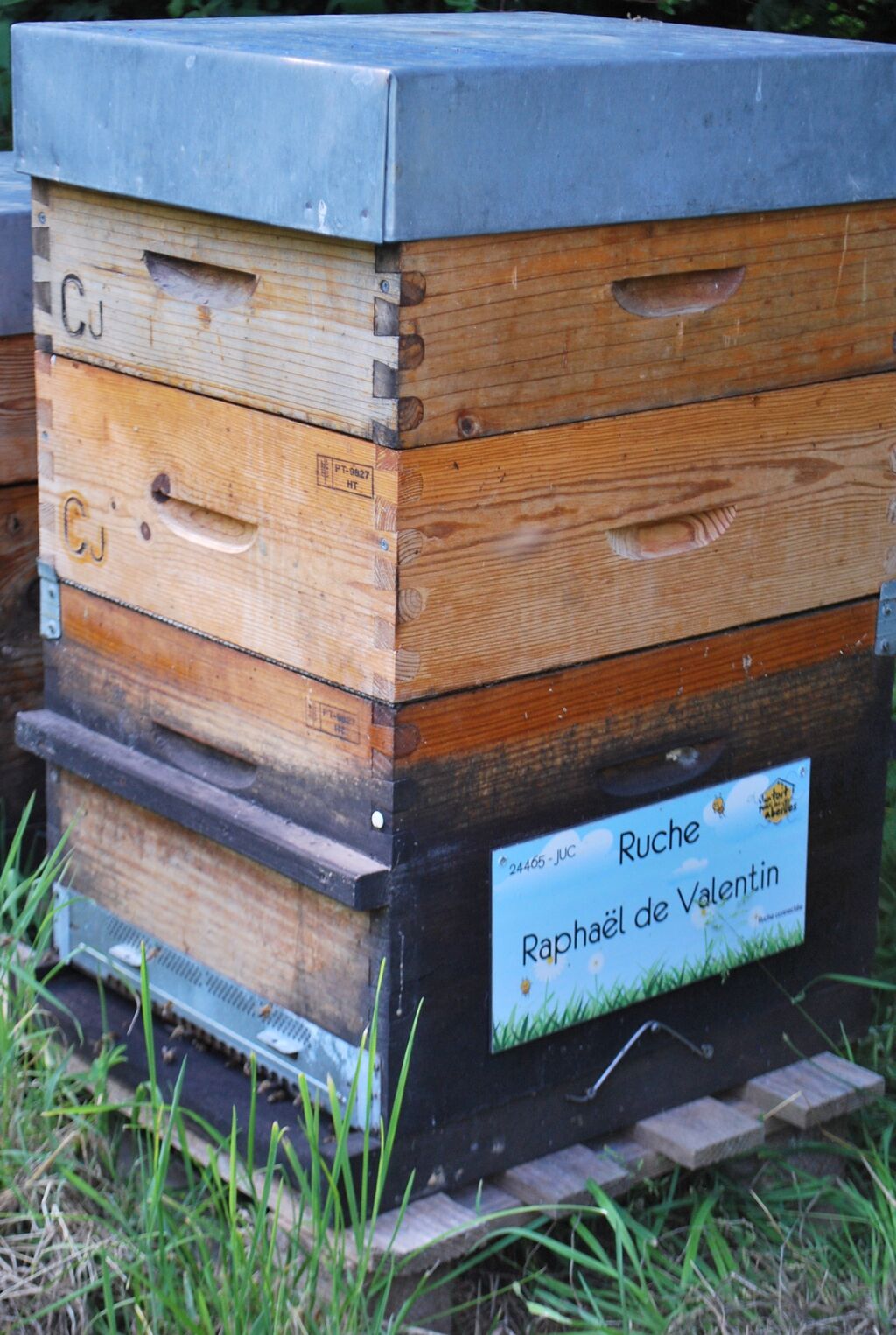 La ruche Raphaël de Valentin 