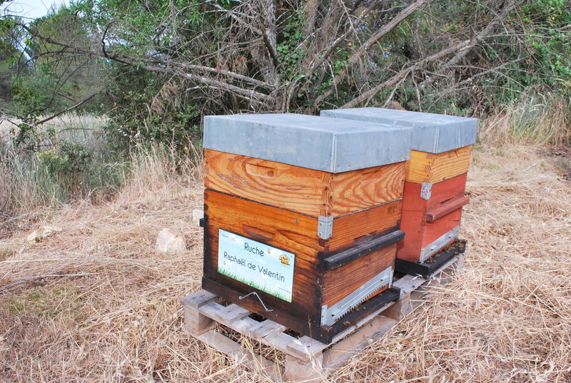 La ruche Raphaël de Valentin 