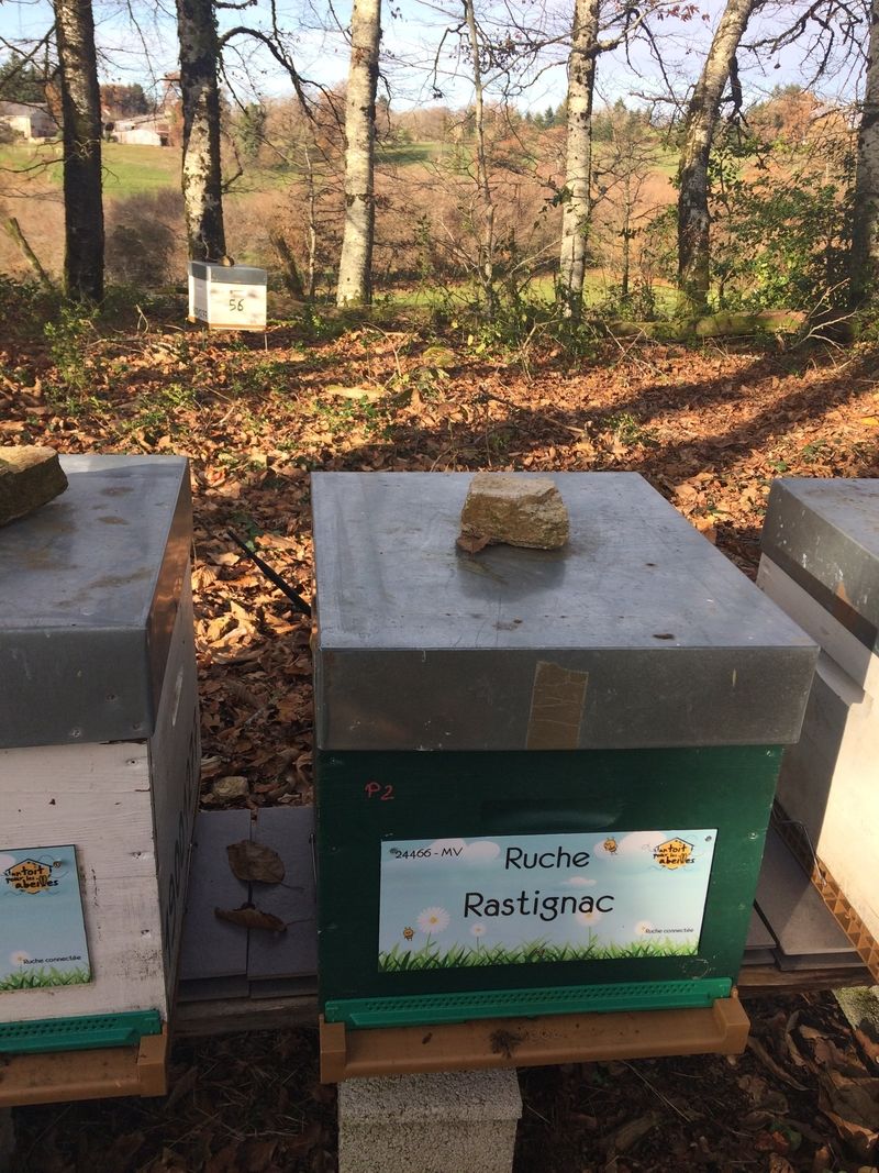 La ruche Rastignac 