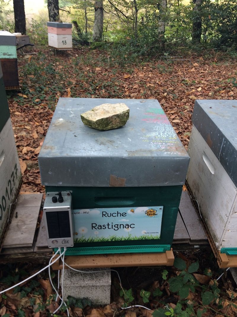 La ruche Rastignac 
