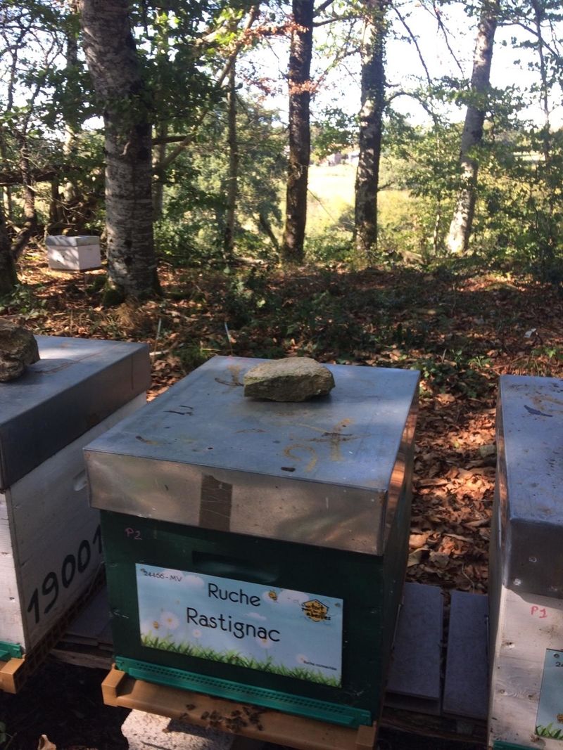 La ruche Rastignac 