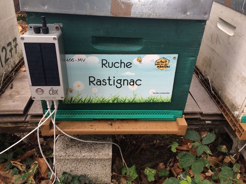 La ruche Rastignac 