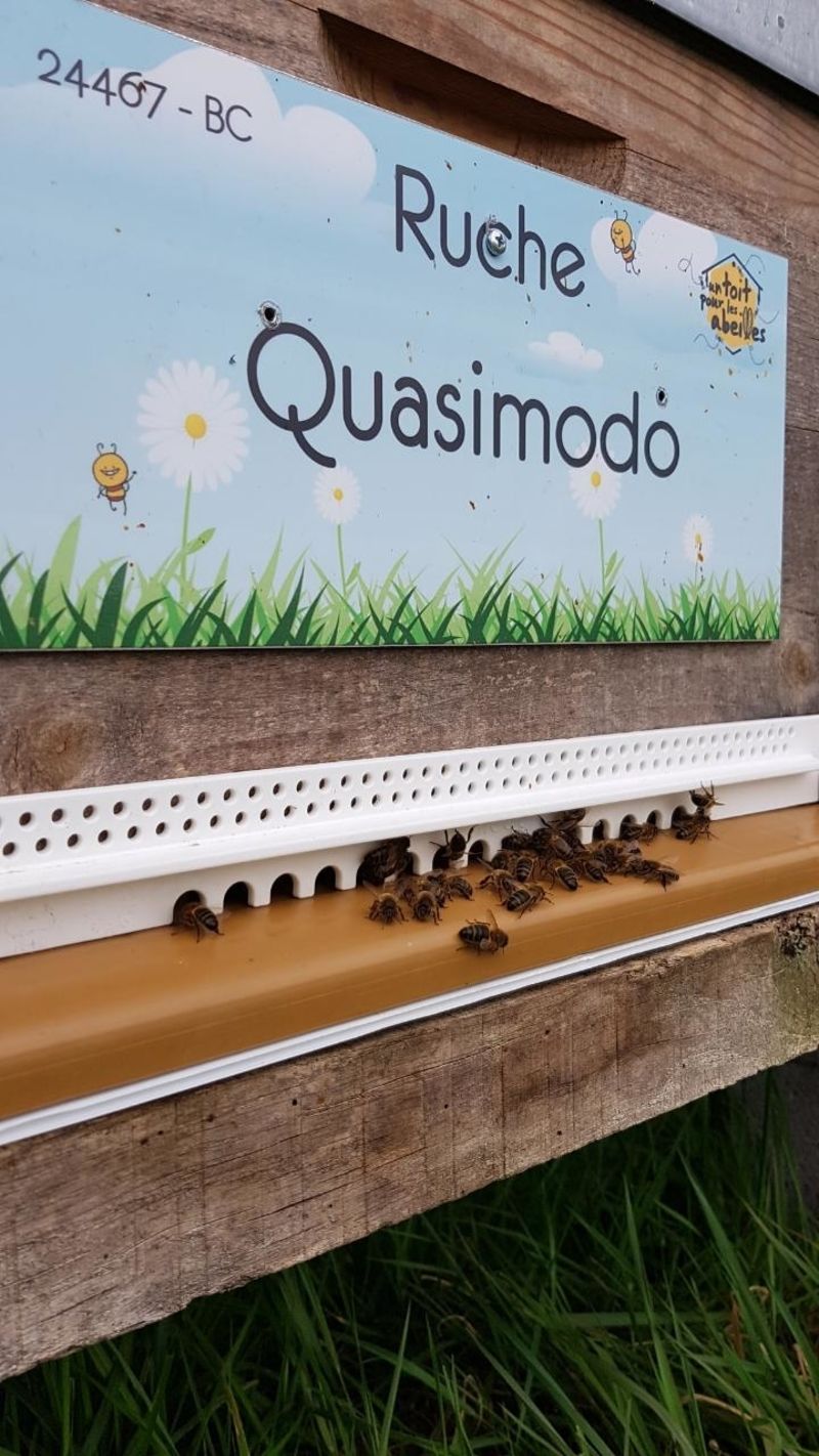 La ruche Quasimodo