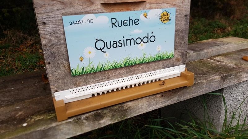 La ruche Quasimodo
