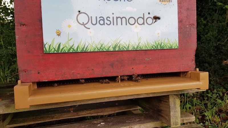 La ruche Quasimodo