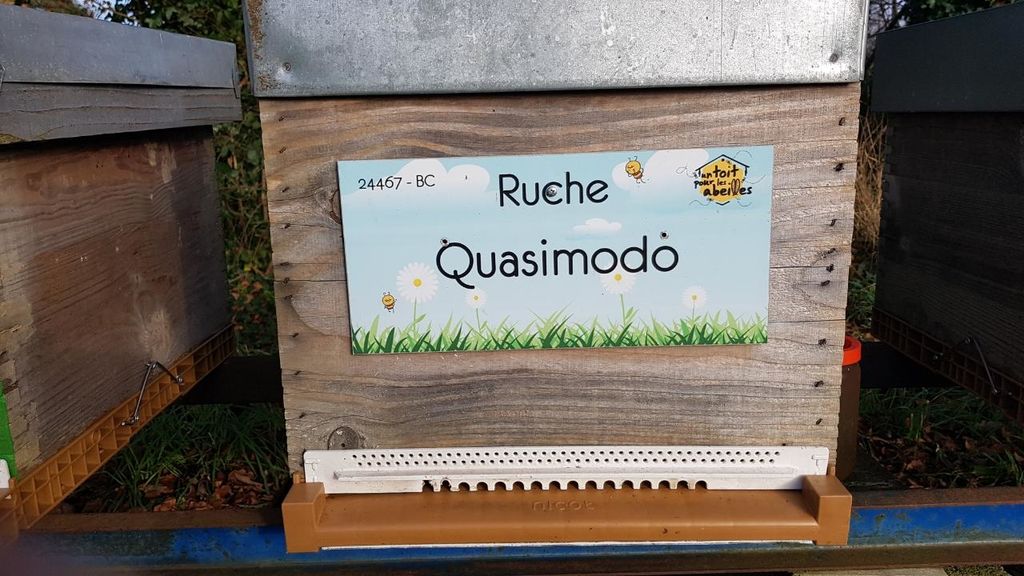 La ruche Quasimodo
