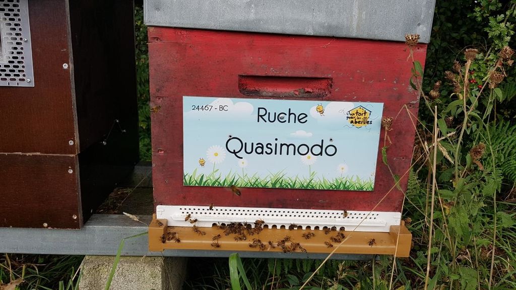 La ruche Quasimodo
