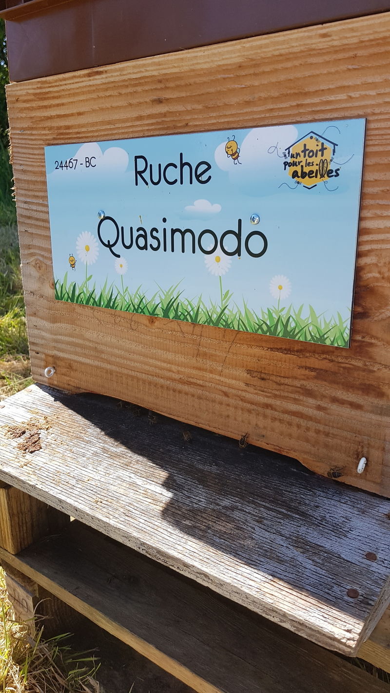 La ruche Quasimodo