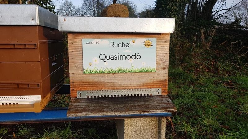 La ruche Quasimodo