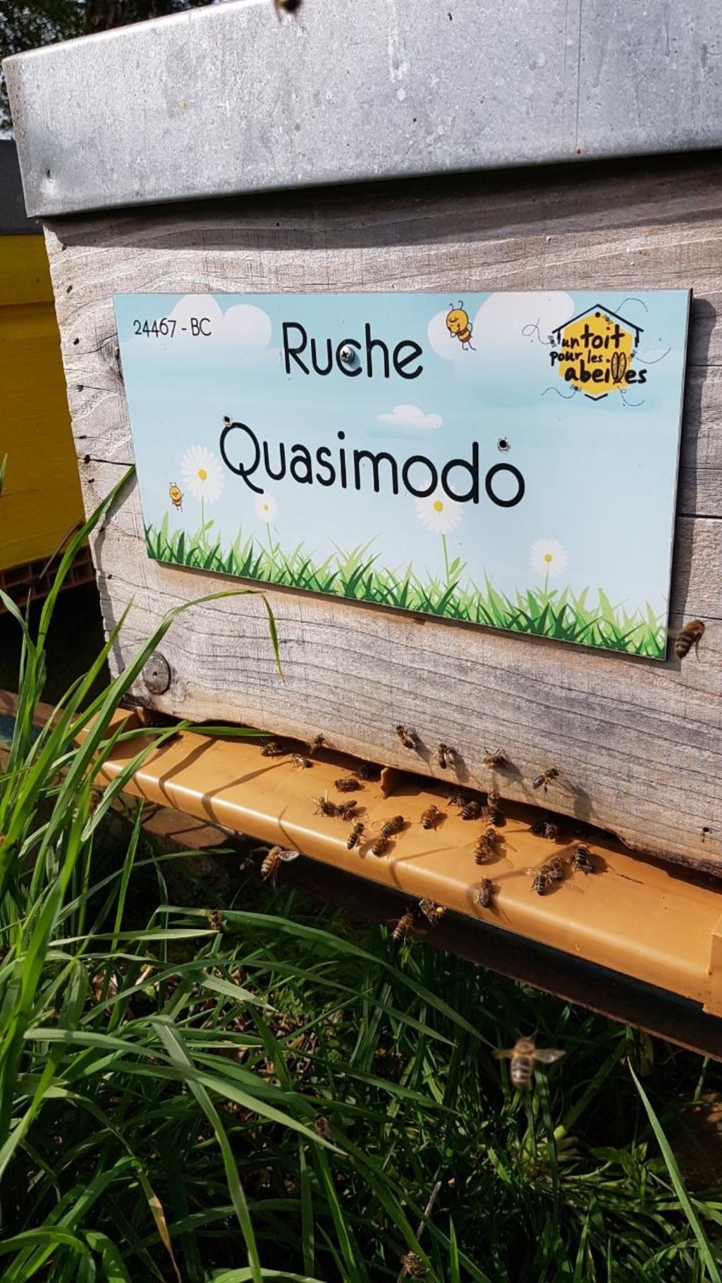 La ruche Quasimodo