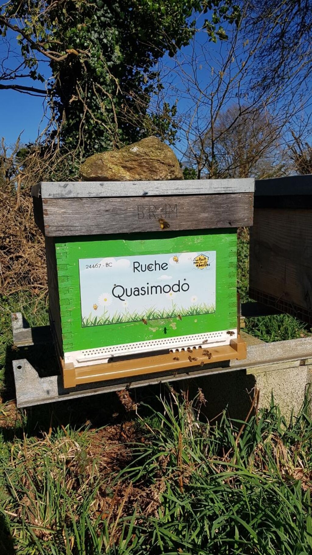 La ruche Quasimodo