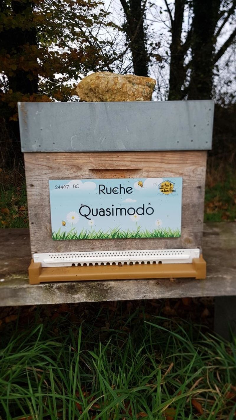 La ruche Quasimodo