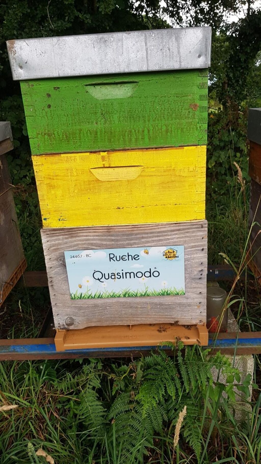 La ruche Quasimodo