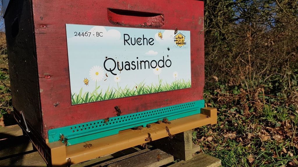 La ruche Quasimodo