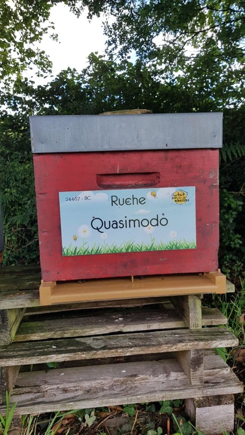 La ruche Quasimodo