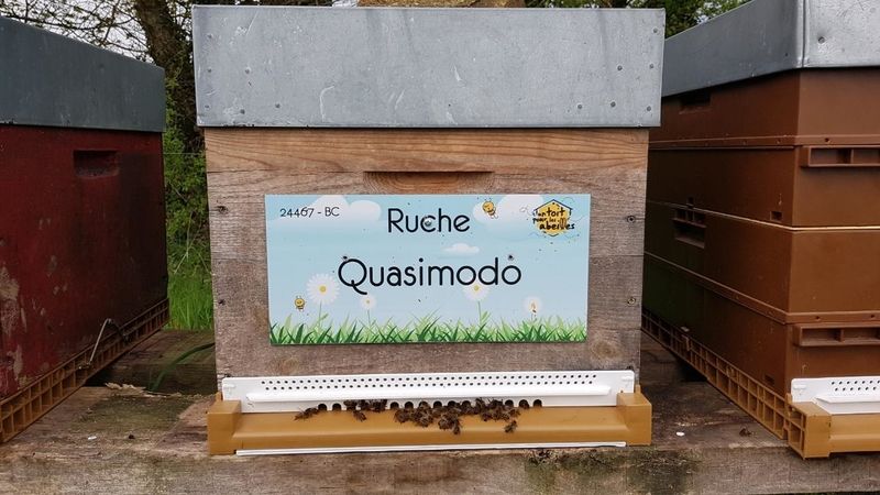 La ruche Quasimodo