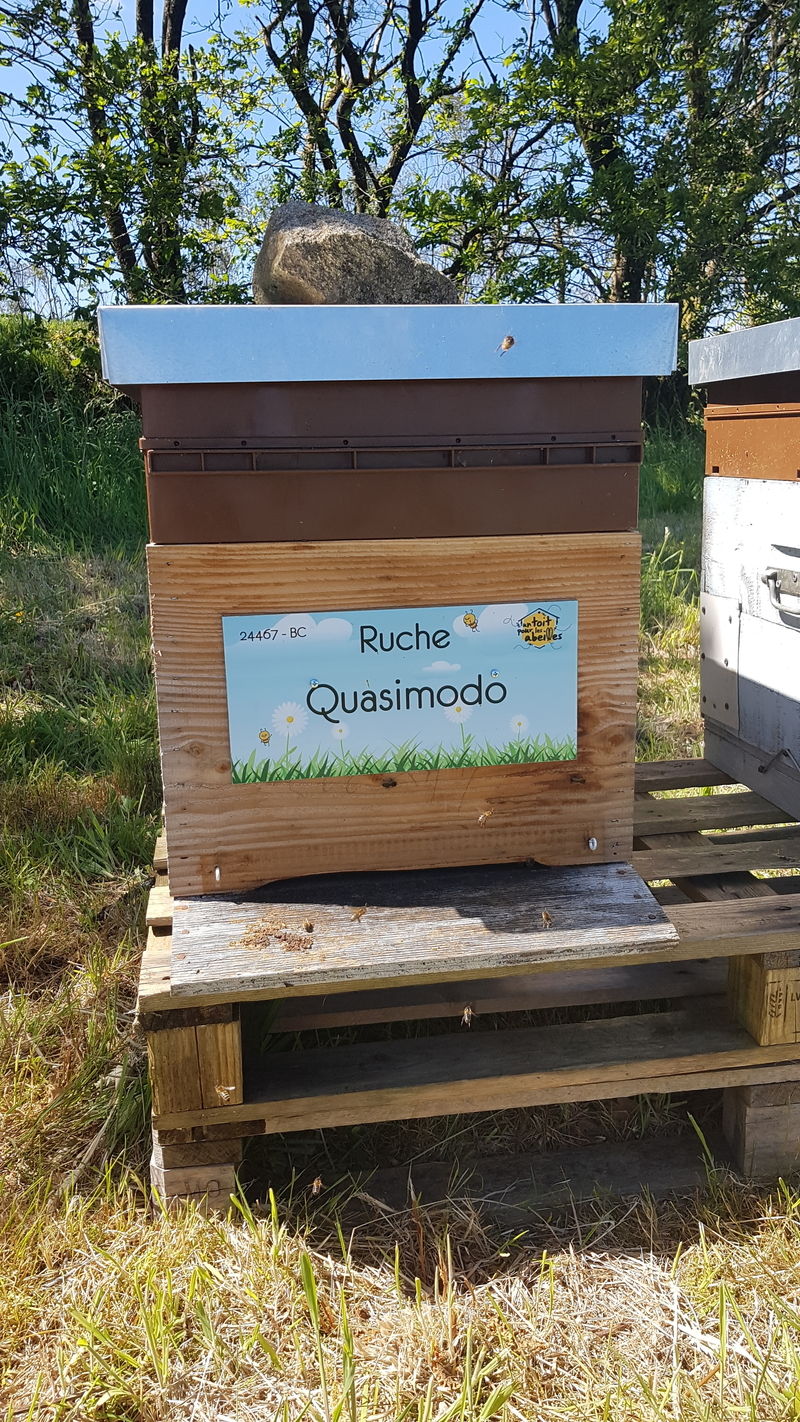 La ruche Quasimodo