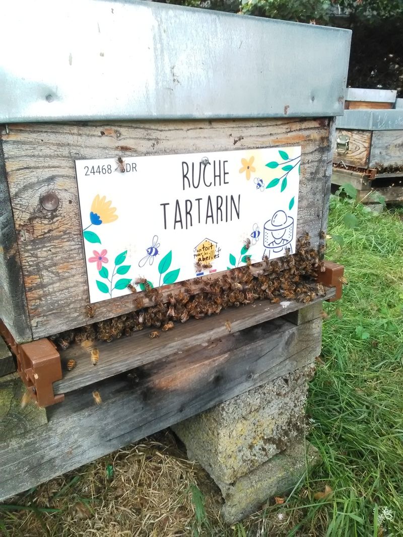 La ruche Tartarin 